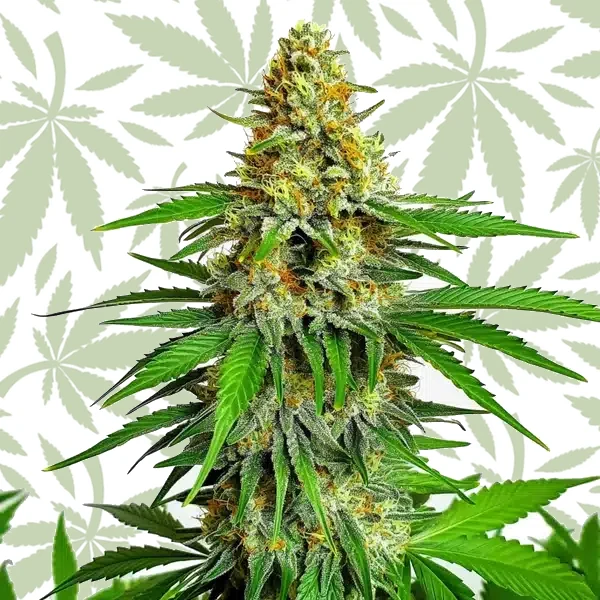 Kyle’s Cherry AK 47 cannabis strain plant