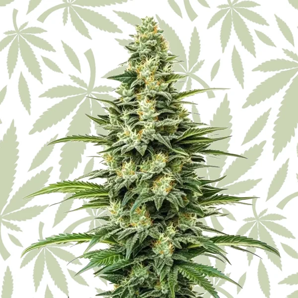 Kyle’s Skywalker OG cannabis strain plant