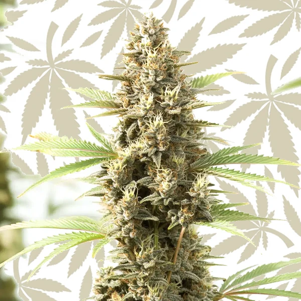 Kyle’s Sweet Island cannabis strain plant