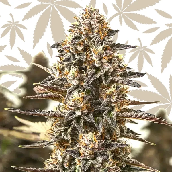 L.A. Confidential x Afghan Kush cannabis strain plant