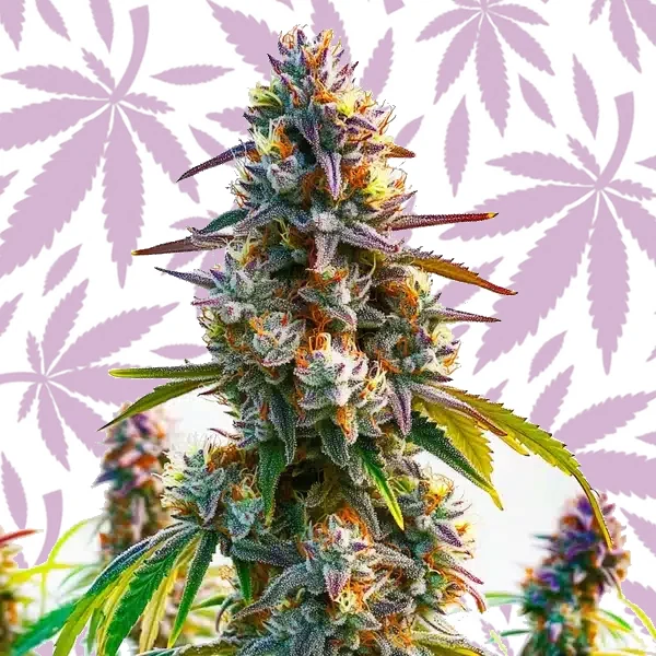 LA Confidential cannabis strain plant