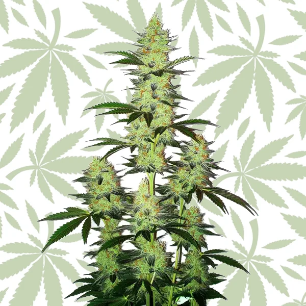 LA Confidential Autoflower cannabis strain plant