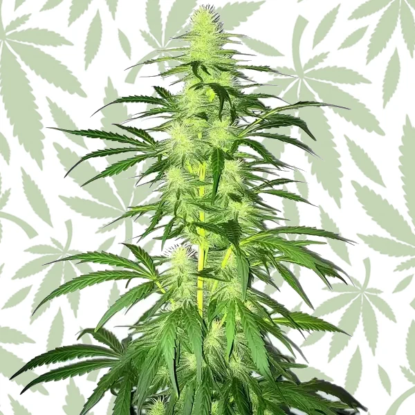 Lambs Bread cannabis strain plant