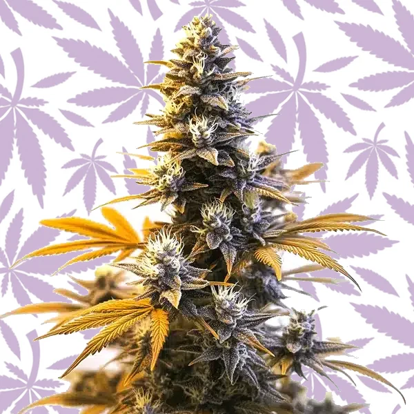 Larry OG cannabis strain plant