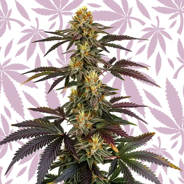 Lava Cake cannabis strain plant