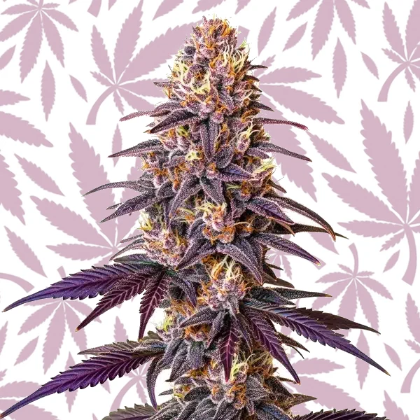 Lavender cannabis strain plant