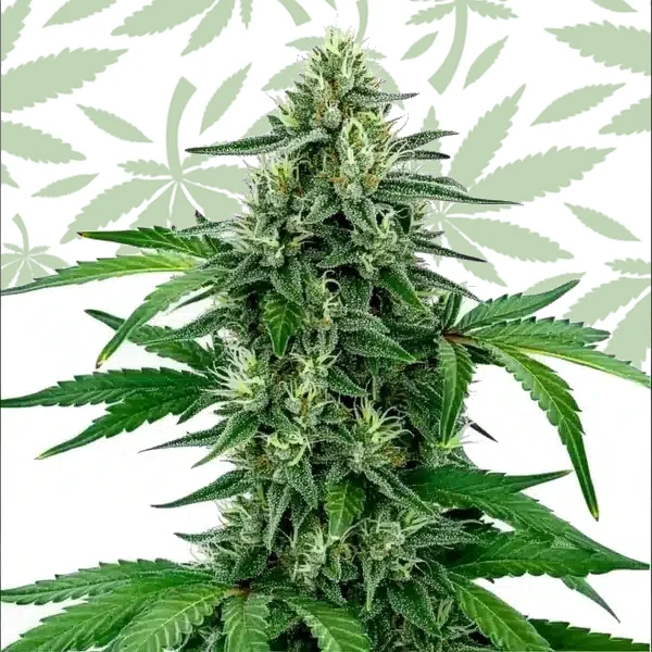 Legend OG cannabis strain plant