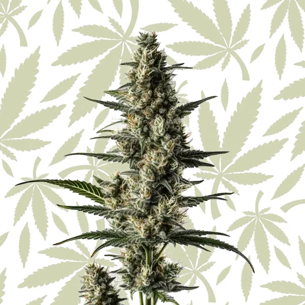 Lemon Auto cannabis strain plant