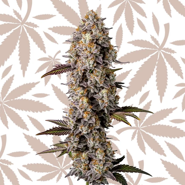 Lemon Cherry Gelato cannabis strain plant