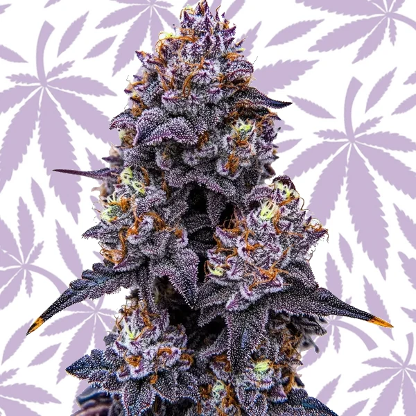 Lemon Cherry Runtz cannabis strain plant