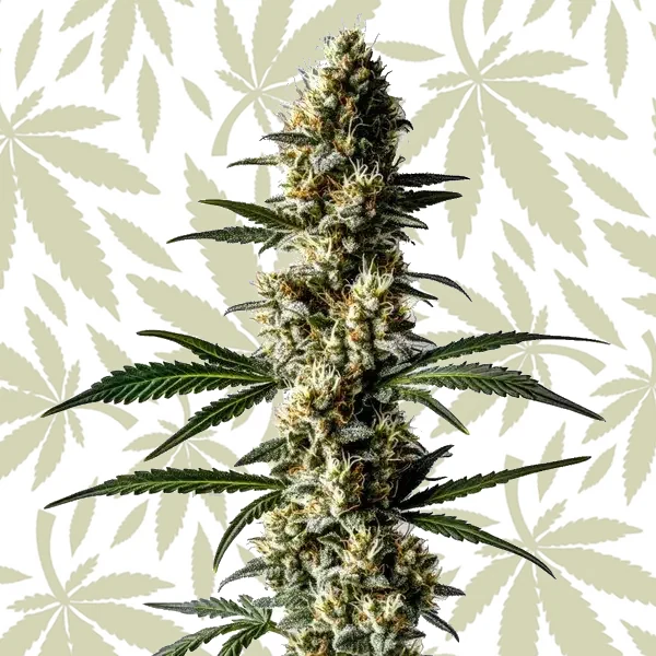 Lemon Diesel cannabis strain plant