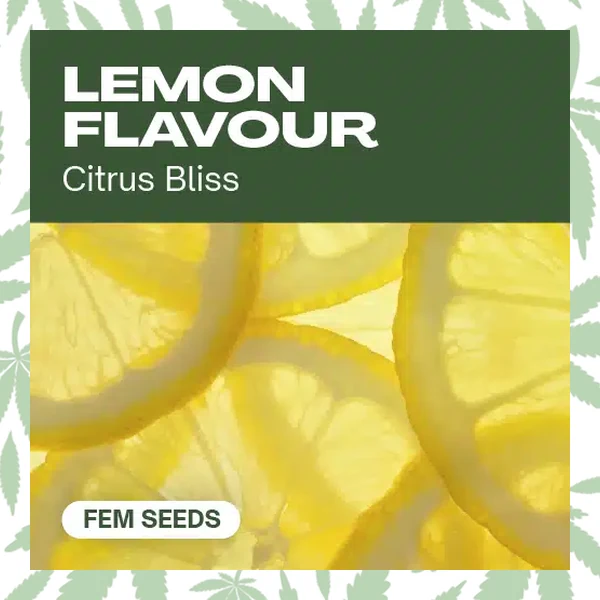 Lemon Flavor cannabis strain plant