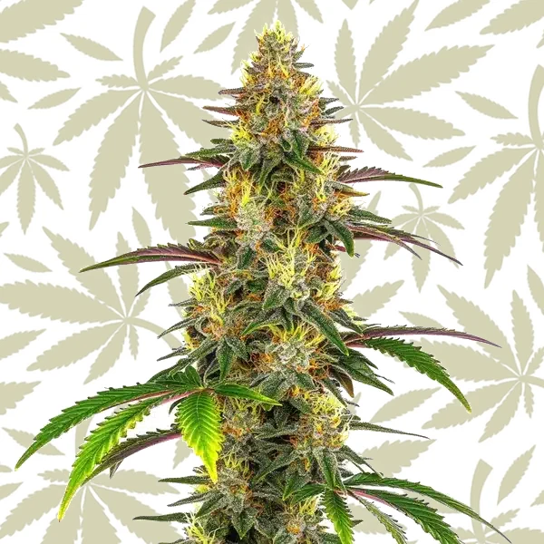 Lemon Garlic OG cannabis strain plant