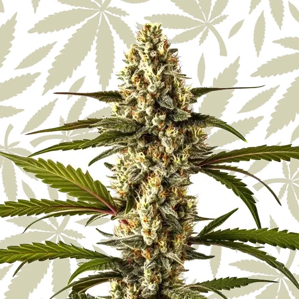 Lemon Haze Autoflower cannabis strain plant