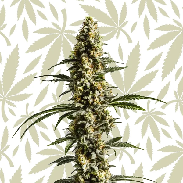 Lemon Haze Autoflower F1 cannabis strain plant