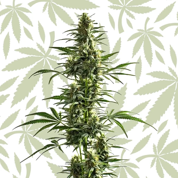 Lemon Haze Diesel cannabis strain plant