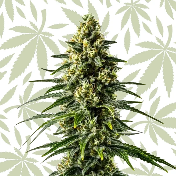 Lemon Haze Fast Version cannabis strain plant