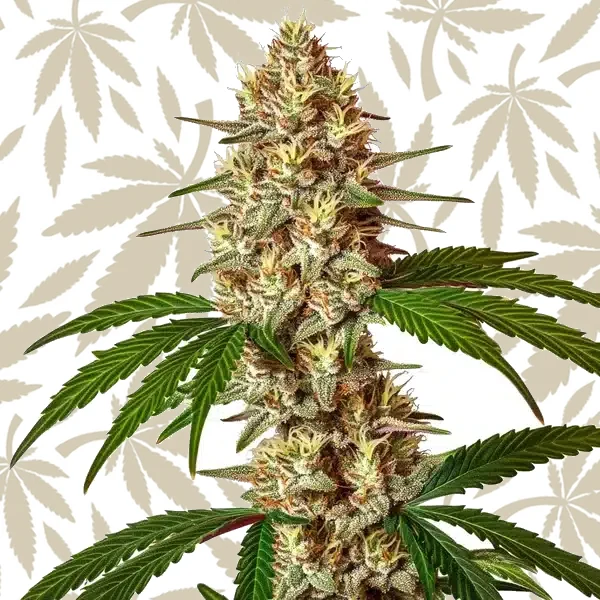 Lemon Jack Autoflower cannabis strain plant