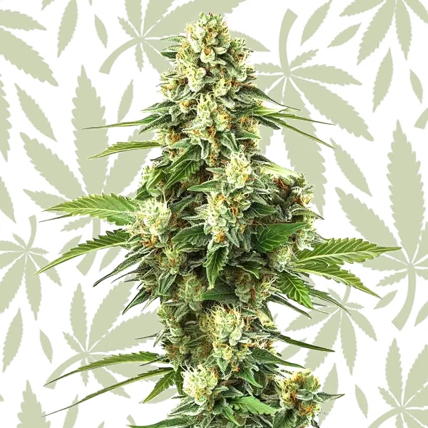 Lemon Kush F1 cannabis strain plant
