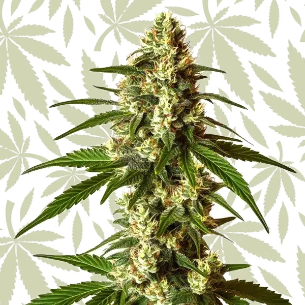 Lemon Kush cannabis strain plant