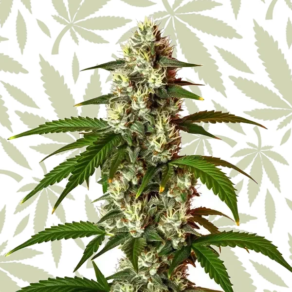 Lemon OG Fast Version cannabis strain plant