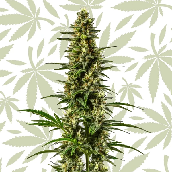 Lemon OG cannabis strain plant