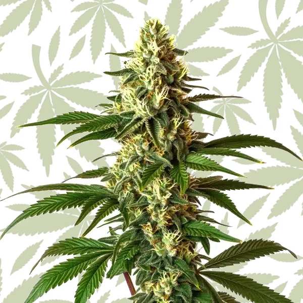 Lemon Pie Regular cannabis strain plant
