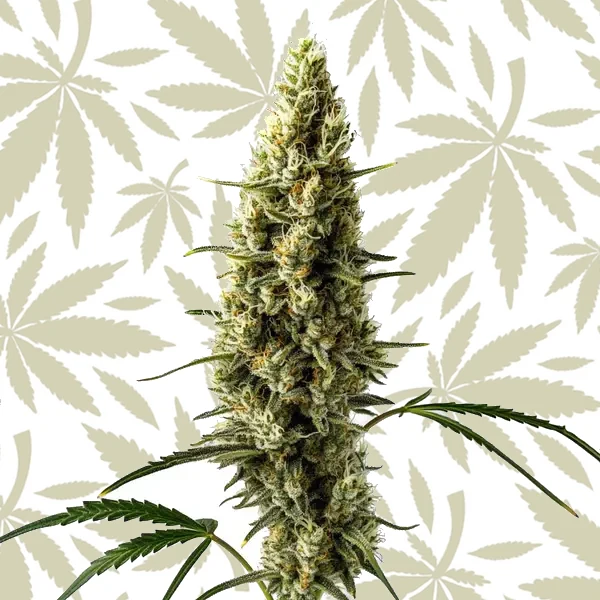 Lemon Skunk Autoflower cannabis strain plant