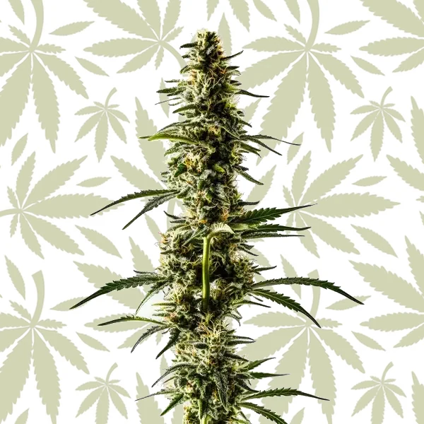 Lemon Skunk cannabis strain plant