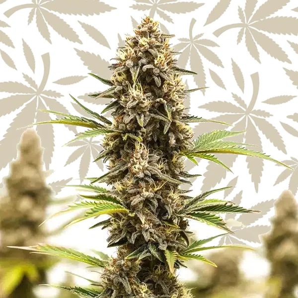Lemon Star cannabis strain plant