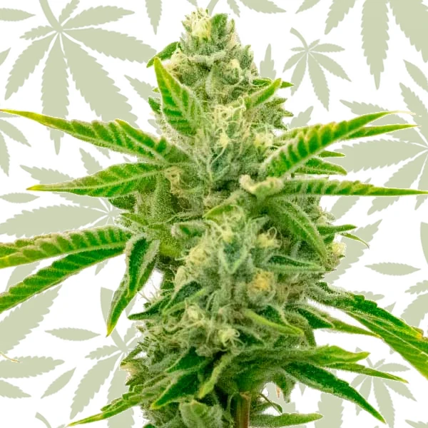 Lemon Tree x Channel Kush cannabis strain plant
