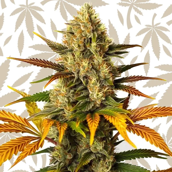 Lemon Tree x Z OG cannabis strain plant