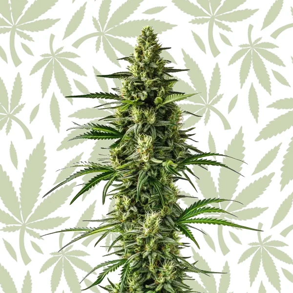 Lemon Tree cannabis strain plant