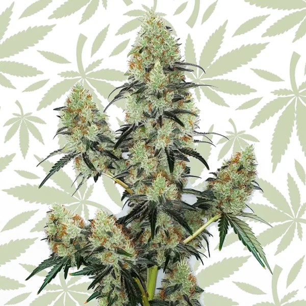 Lemon Z OG Auto cannabis strain plant