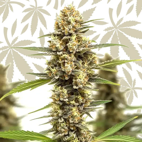 Lemonaid OG cannabis strain plant