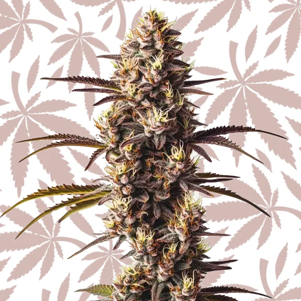 London Pound Cake cannabis strain plant