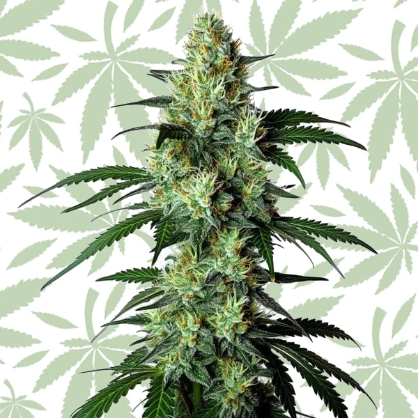 Louis XIII cannabis strain plant