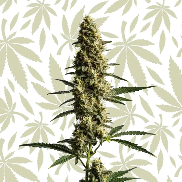 Love Potion Auto cannabis strain plant
