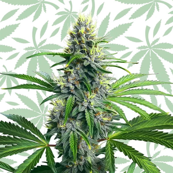 Lowryder Autoflower cannabis strain plant