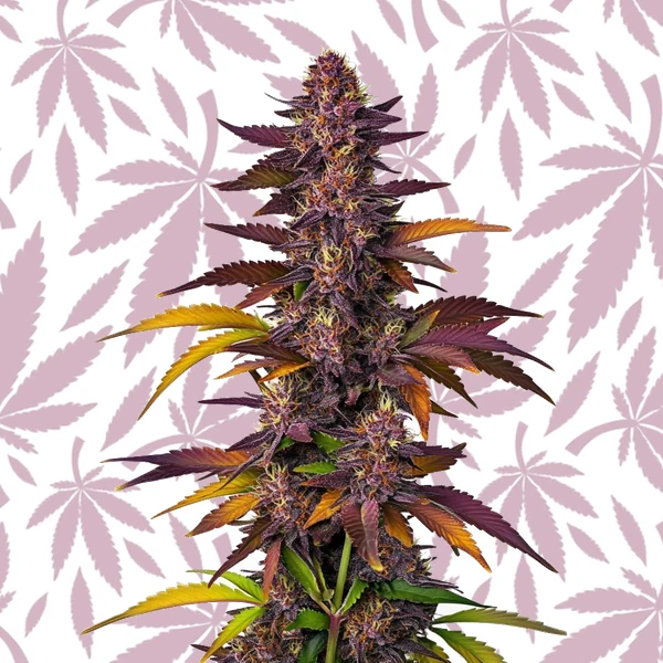 LSD Auto cannabis strain plant