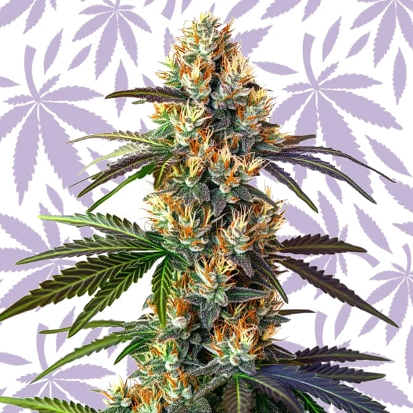 LSD cannabis strain plant