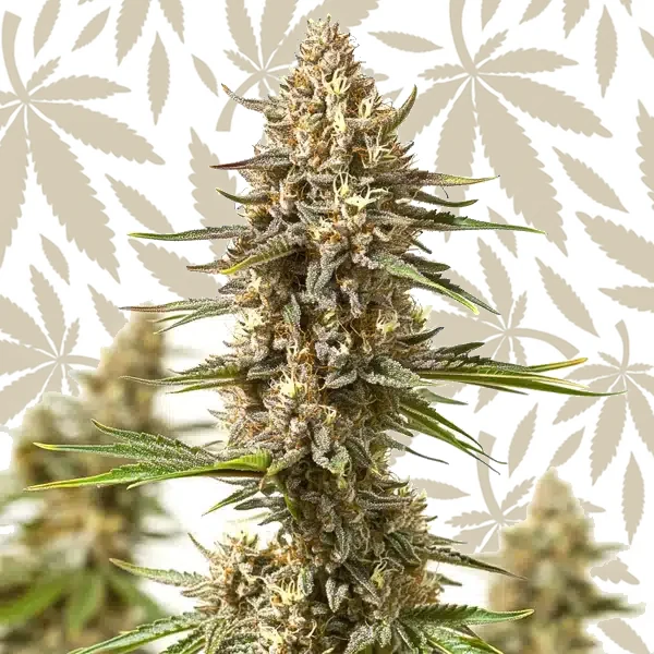 Lyly Sour x Blue OG cannabis strain plant