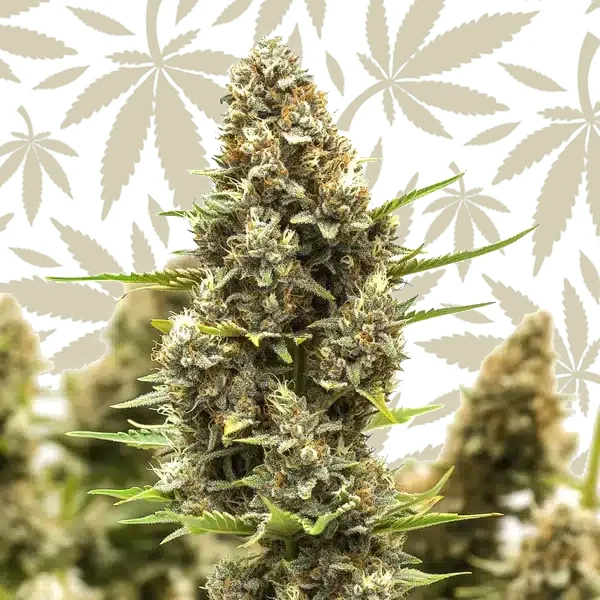 M8 cannabis strain plant