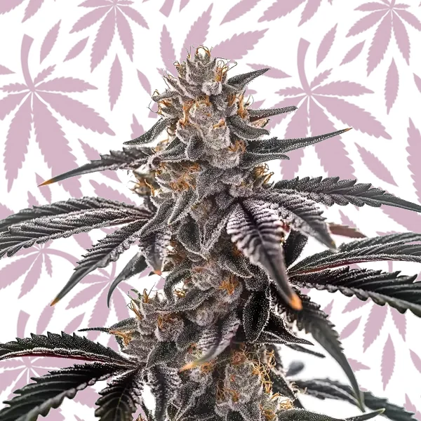 Mac Burger cannabis strain plant