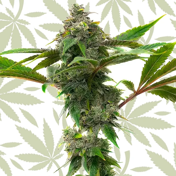 Mac and Cheese cannabis strain plant