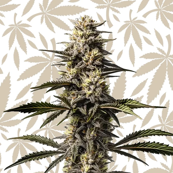 Mac Rillaz F1 cannabis strain plant