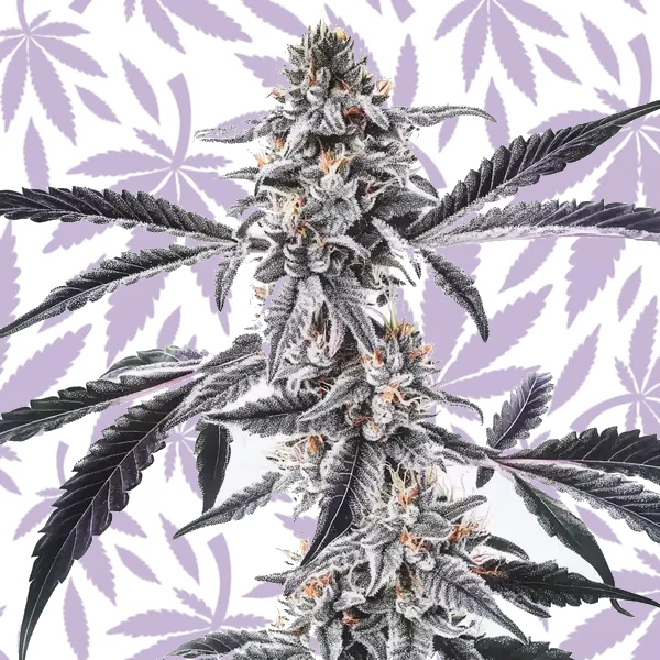 MAC x Rainbow Regular cannabis strain plant
