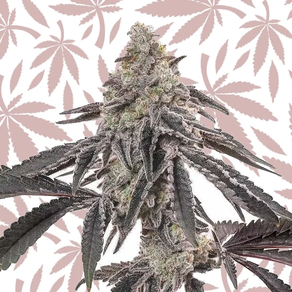 MAC cannabis strain plant