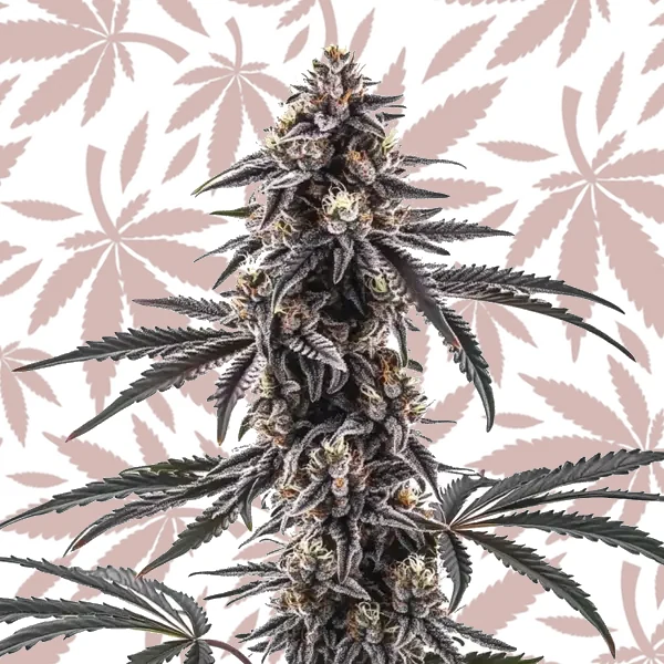 MAC1 Regular cannabis strain plant