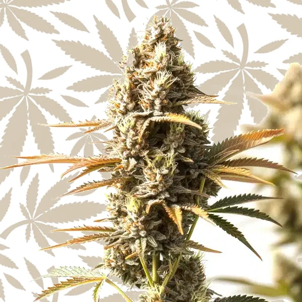 Magnum Autoflower cannabis strain plant